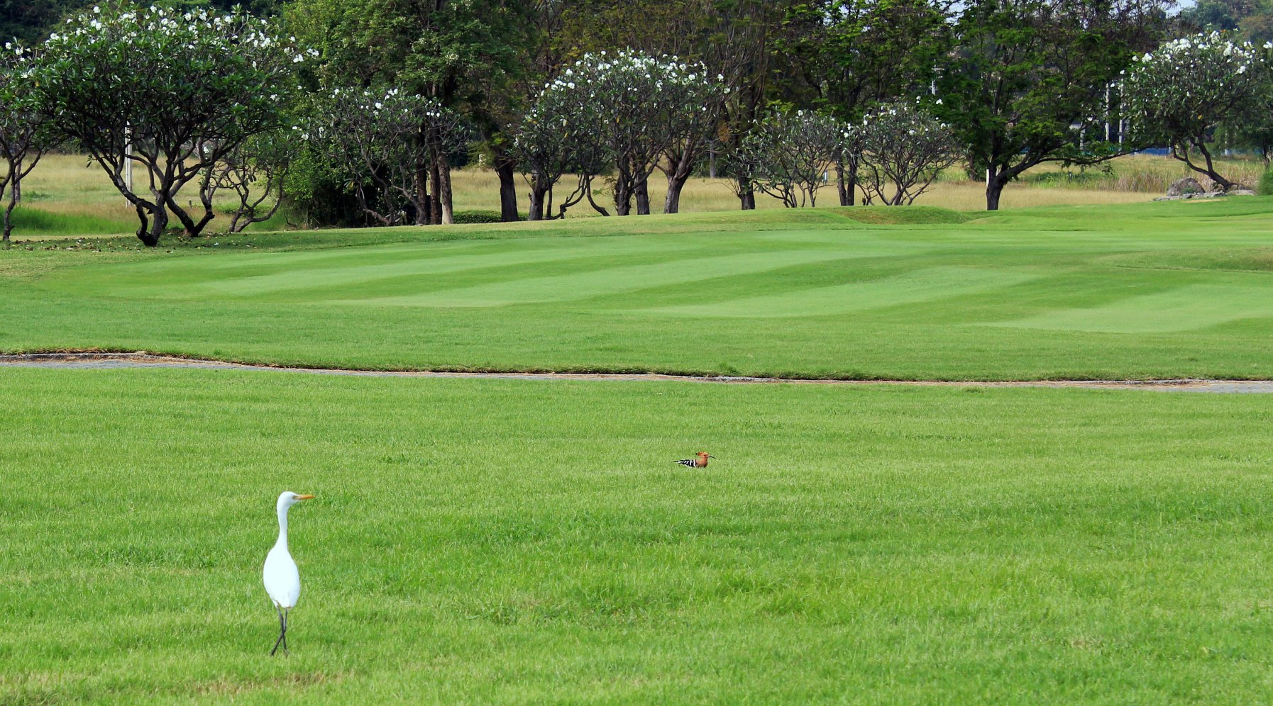 Palm Hills (20)